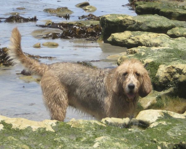 Оттерхаунд (3)