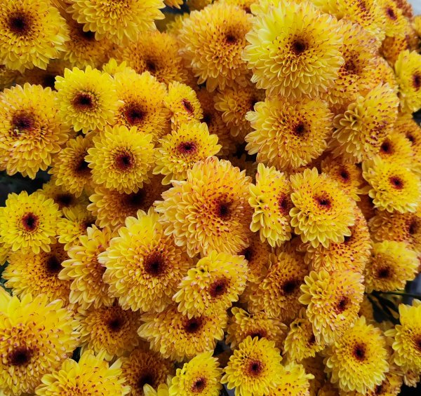 Хризантема