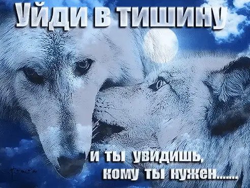 Волк