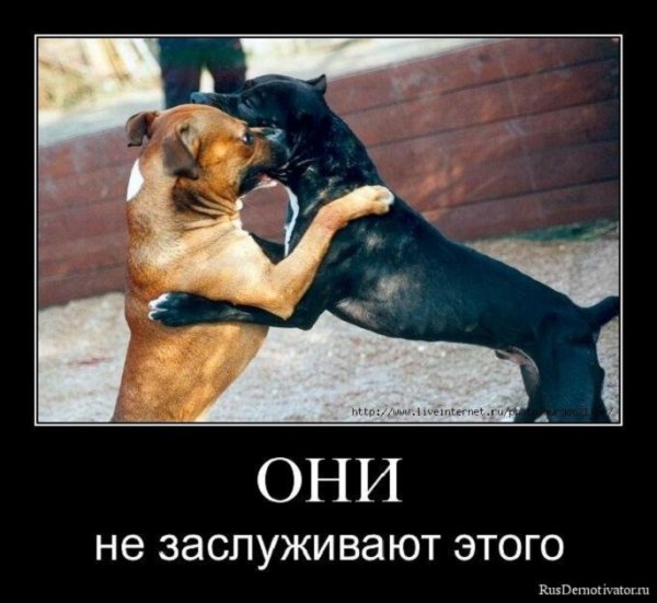 Собаки задираки