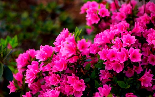 file_90699306