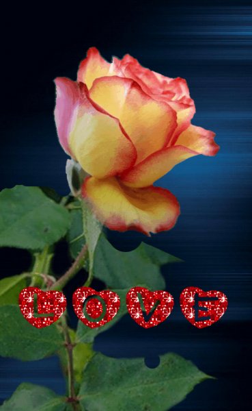 LOVEZK roze