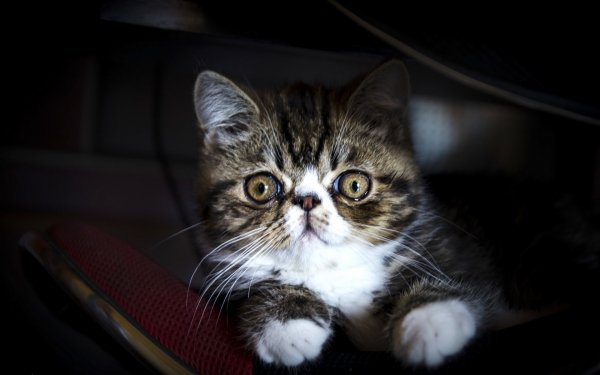 Кот