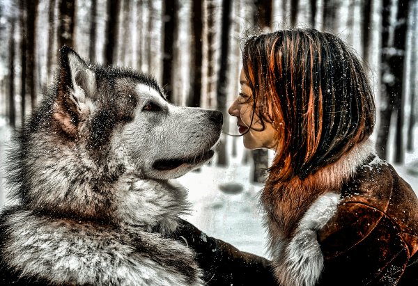 собака и человек