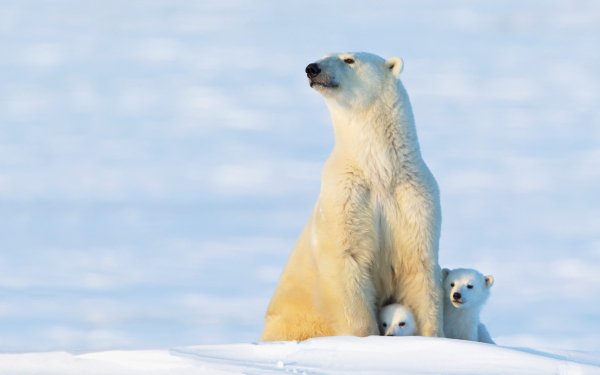 Baby Animals 13