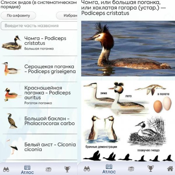 Птицы и Голоса Про (1.0.2)