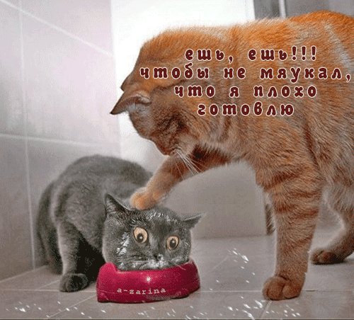 Анимированная открытка кот обедает