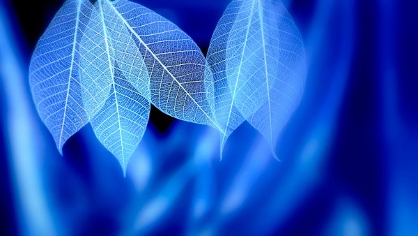 blue-syndrome-listya-prozhilki