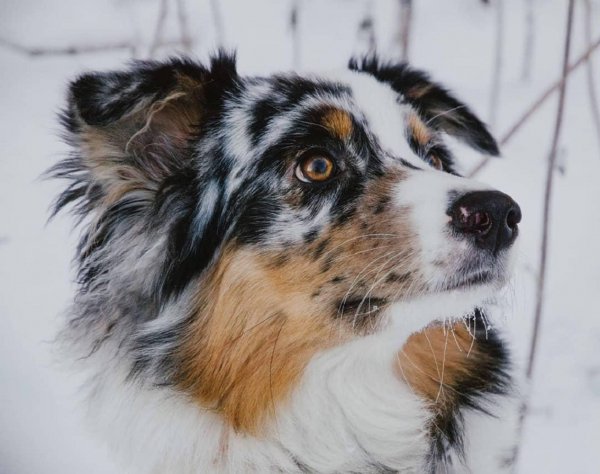 Австралийская овчарка (Аусси, Australian Shepherd, Aussie)