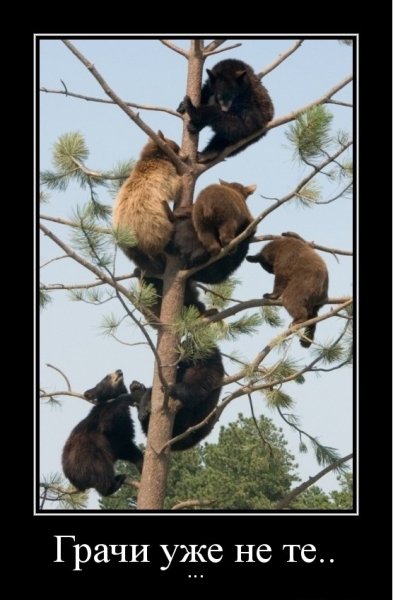 Грачи уже не те