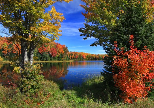 kusty-derevia-ozero-foto