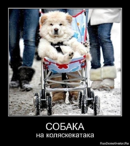 Обака на коляске катака