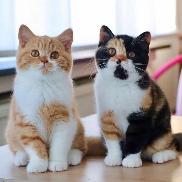 FB IMG 1754824068469