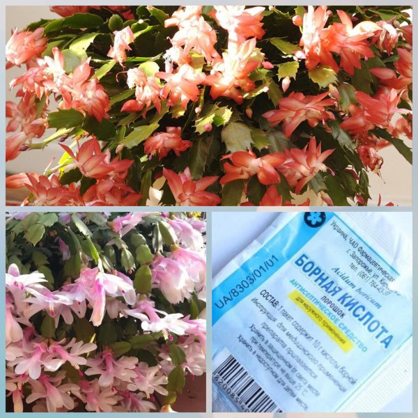 Борная кислота