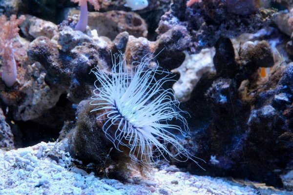 Reef 10