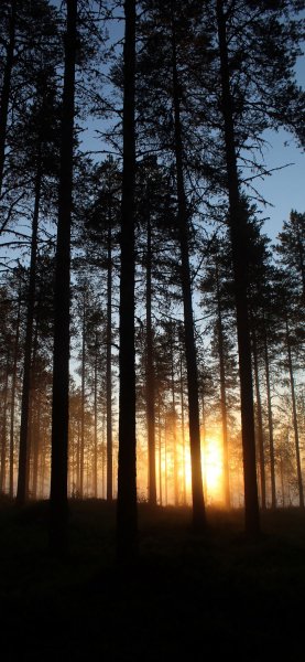 file_93196841