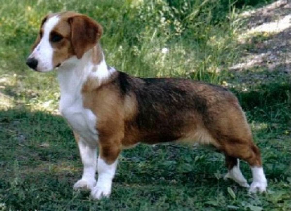 Вестфальский таксообразный бракк (4)