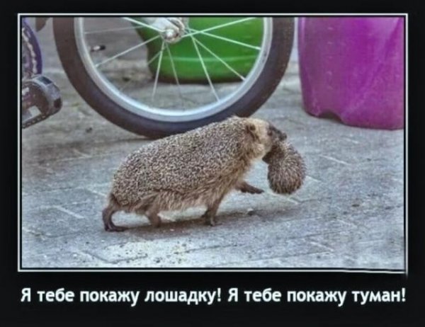 Я тебе покажу...