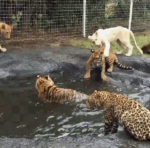 гифки, тигр, живность