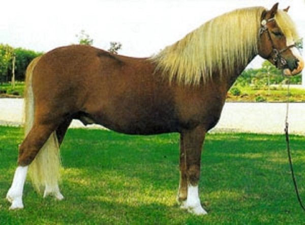 Уэльский горный пони (2)