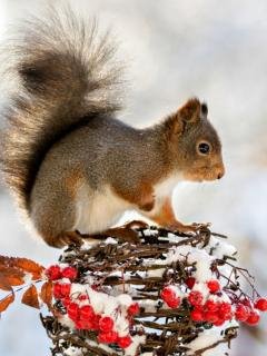 file_60544480
