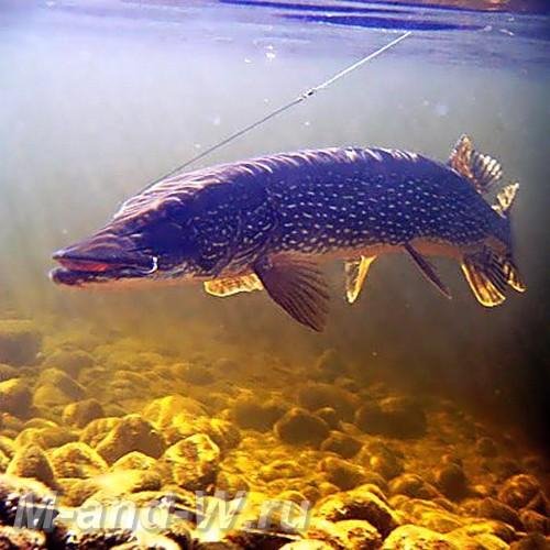 Mk A mod Fishing