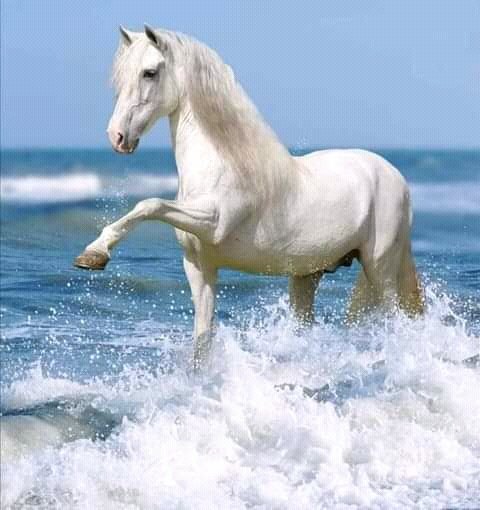 FB IMG 16258434484840728