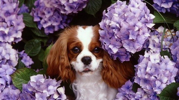 animals dogs spaniel king charles hydran