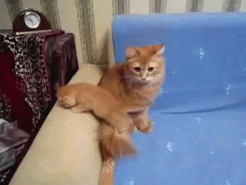 gifs 211
