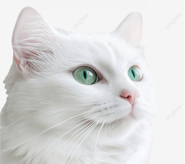Белый кот