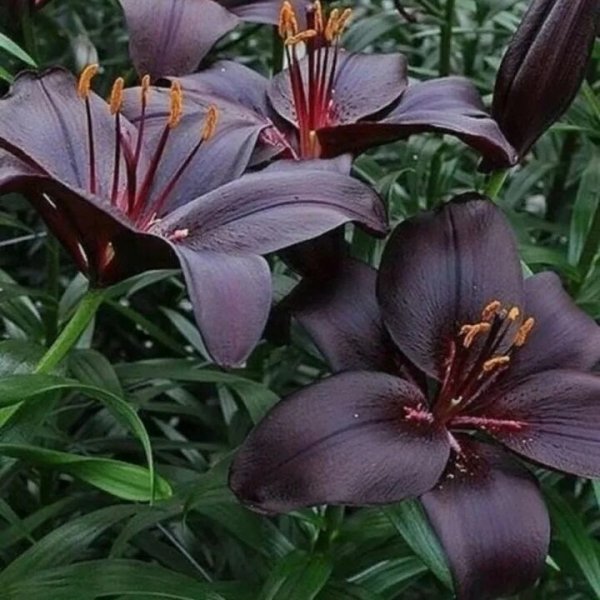 ЛИЛИЯ (АЗИАТСКАЯ)