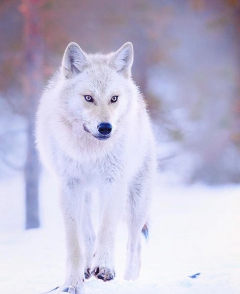 file_96521970
