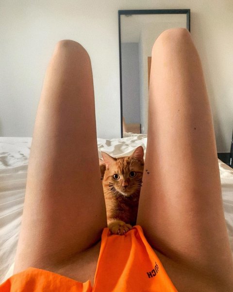 InstaSave