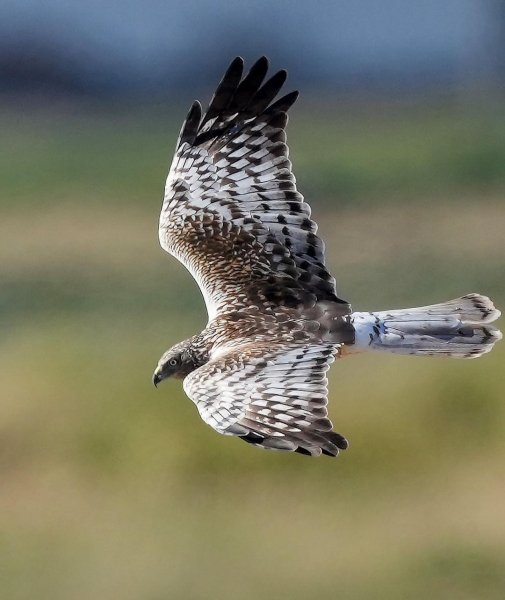 ВОСТОЧНЫЙ БОЛОТНЫЙ ЛУНЬ