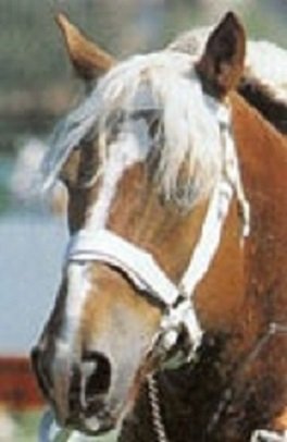 Ютландская порода лошадей (4)