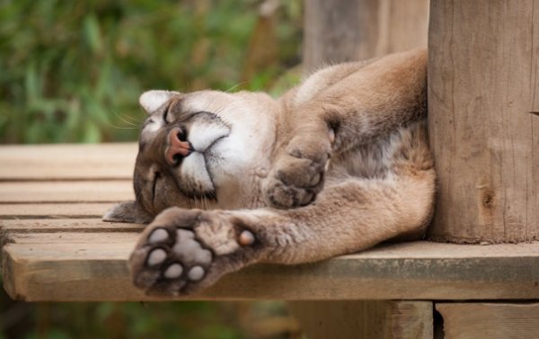 puma-kuguar-koshka-son-otdyh
