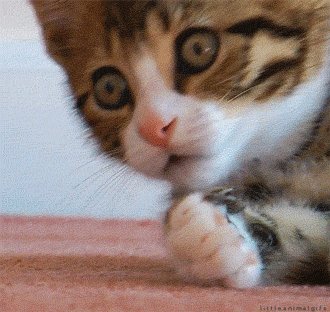 Котёнок