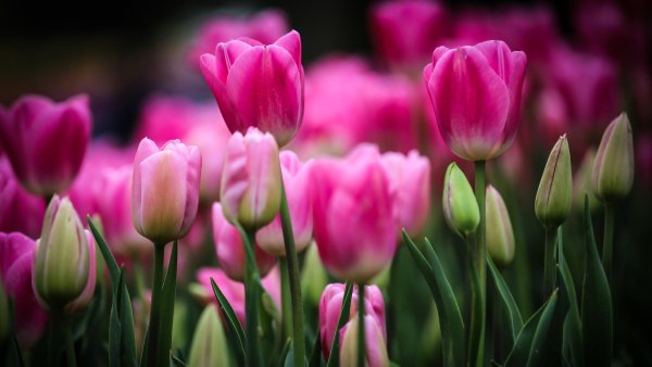 Wallpapers 4452