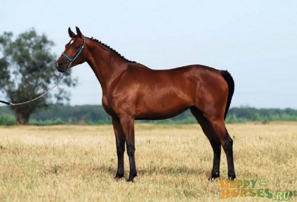 Тракененская порода лошадей