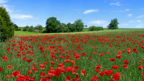 Wildflowers Premium 15