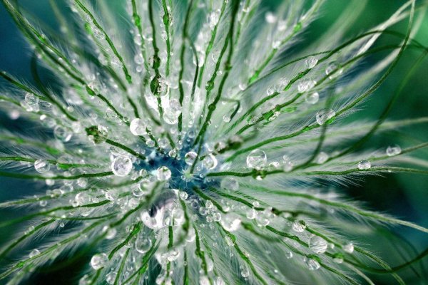 Macro 11