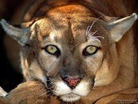 file_53498714