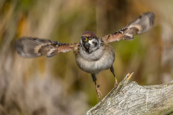 Полевой воробей