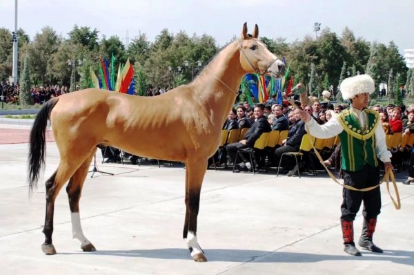 Лошадь Ахалтекинская 3