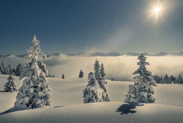 Zima-les-solntse-sneg-gory-eli-sugroby-nebo-tuman