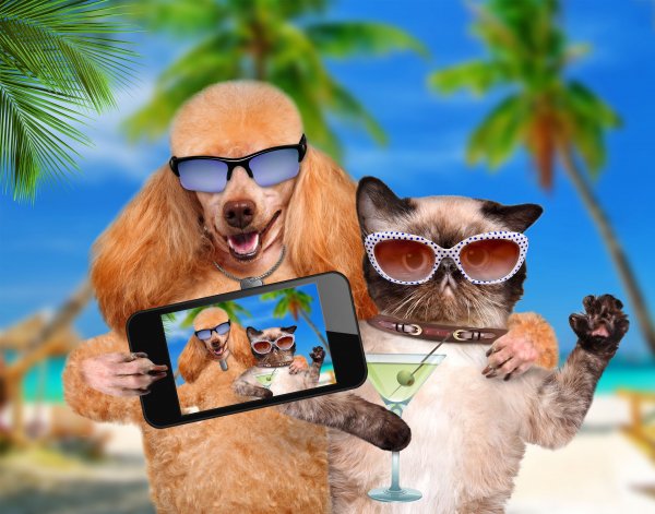 Dogs-Cats-Glasses-Smartphone-Poodle-Selfie