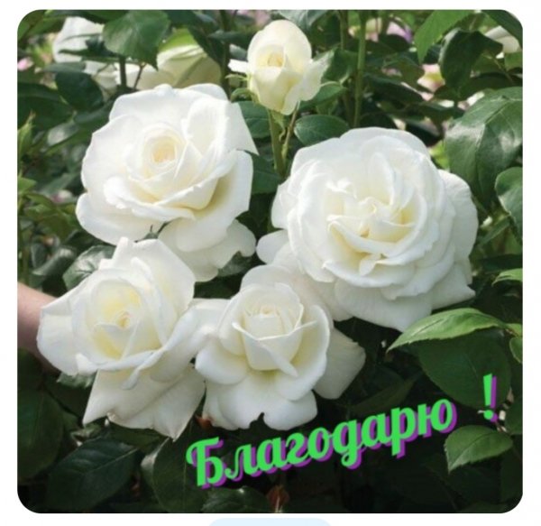 file_101123510