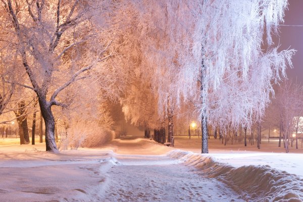 Winter Snow Trees
