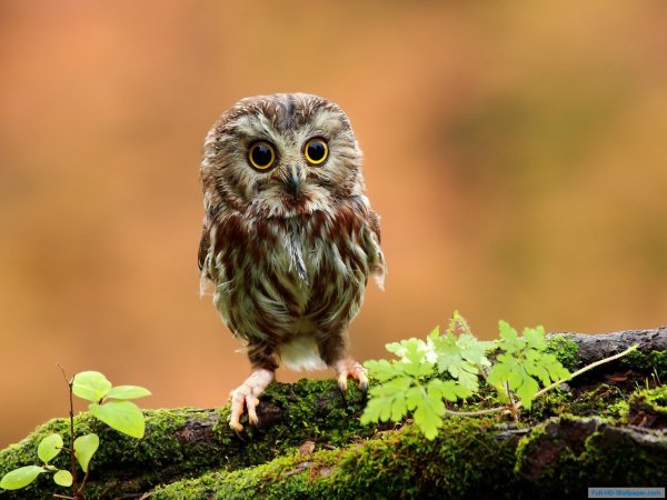 baby-owl-hd-wallpaper