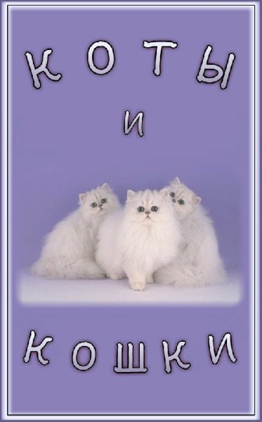 Koty i Koshki